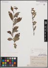 Foto von Salix cinerea L. x Salix nigricans Sm.